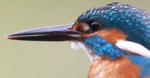 kingfisher thumbnail